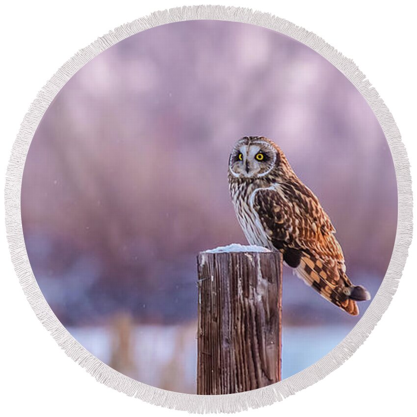 Short-eared Owl Round Beach Towel featuring the photograph One Shorty Winter In Idaho by Yeates Photography