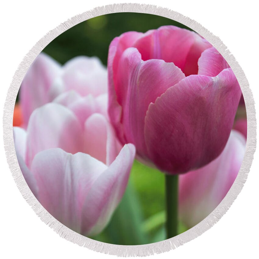Tulip Round Beach Towel featuring the photograph One Stands Out by Arlene Carmel