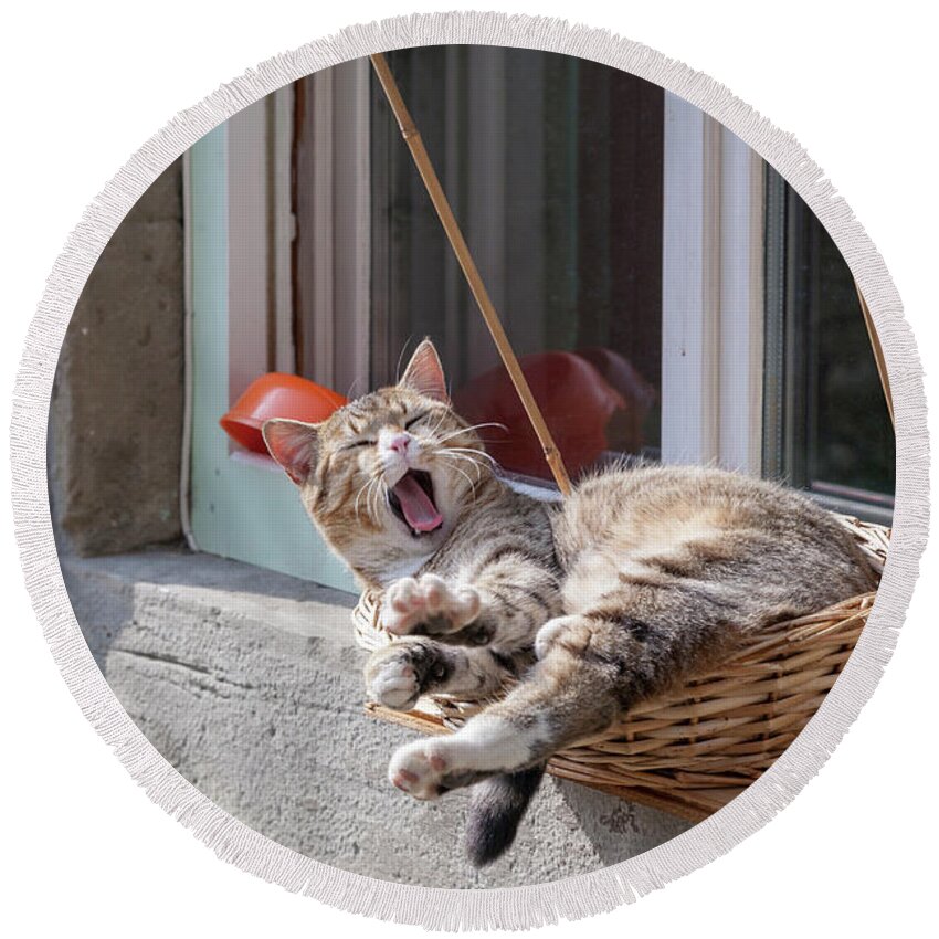 Cat Round Beach Towel featuring the photograph Open-Air Lounge by Heiko Koehrer-Wagner