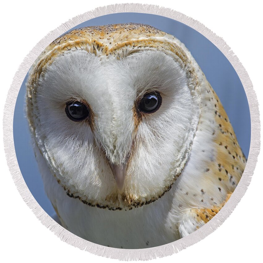 Barn Owl Round Beach Towel featuring the photograph Open Door by Tony Beck