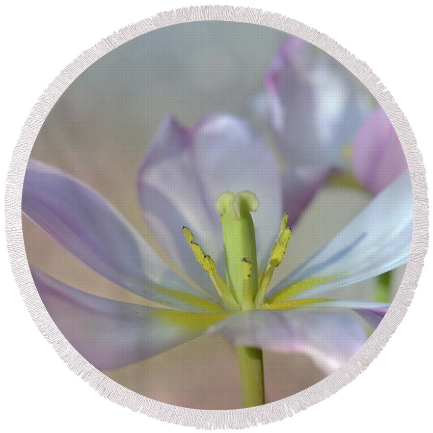Beautiful Round Beach Towel featuring the photograph Open Tulip by Ann Bridges