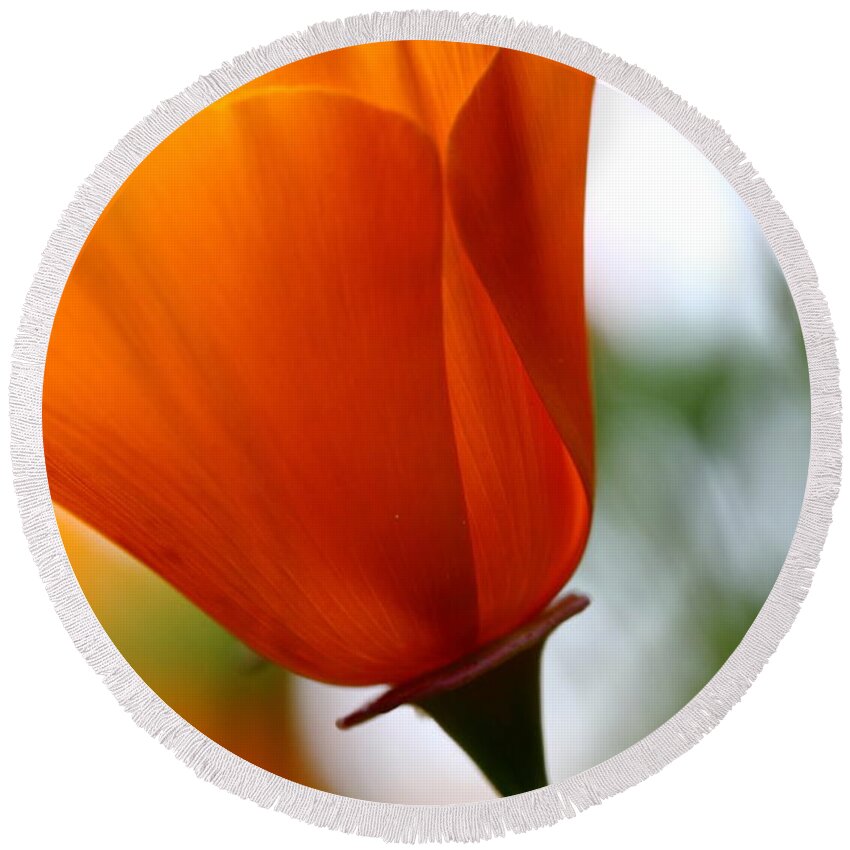 Flower Round Beach Towel featuring the photograph Orange California Poppy . 7D14789 by Wingsdomain Art and Photography