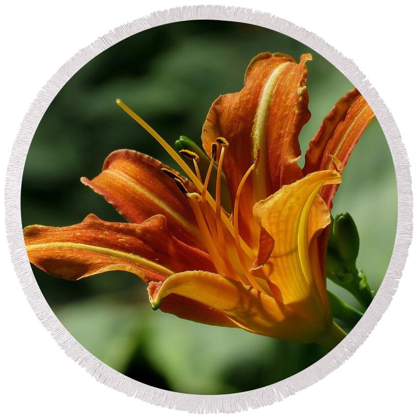 Daylily Round Beach Towel featuring the photograph Orange Daylily by John Topman