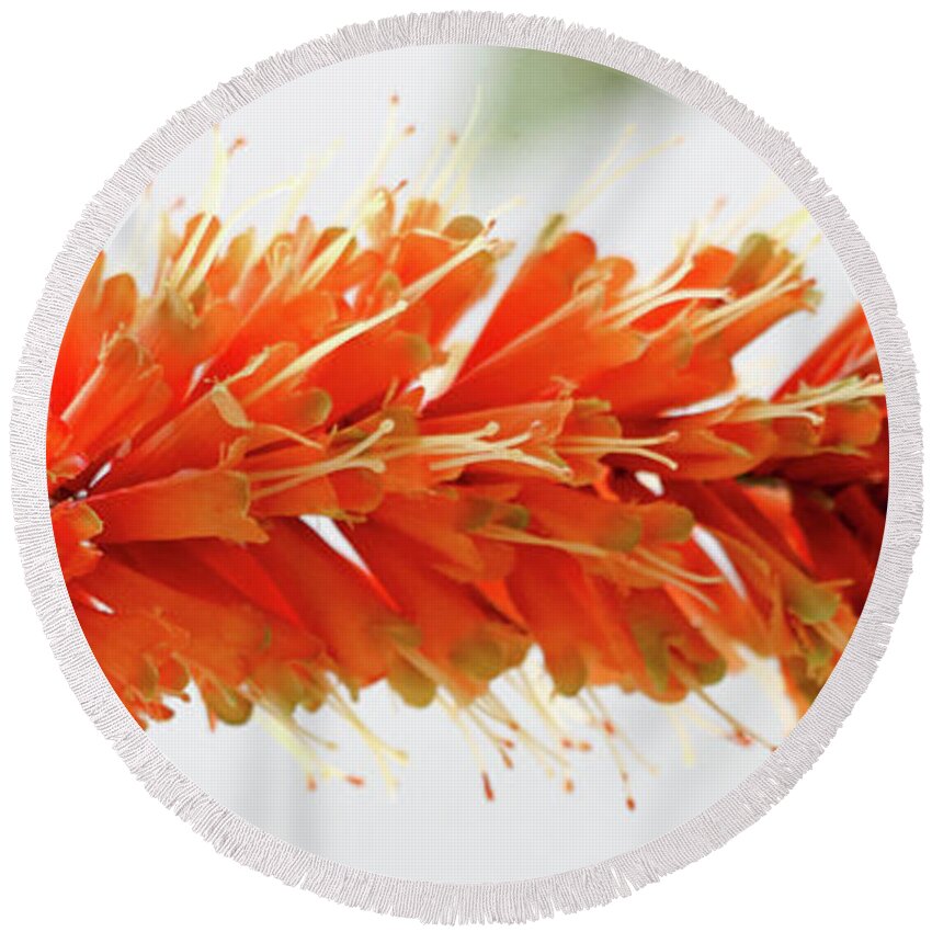 Flower Round Beach Towel featuring the photograph Orange Delight by Mary Anne Delgado