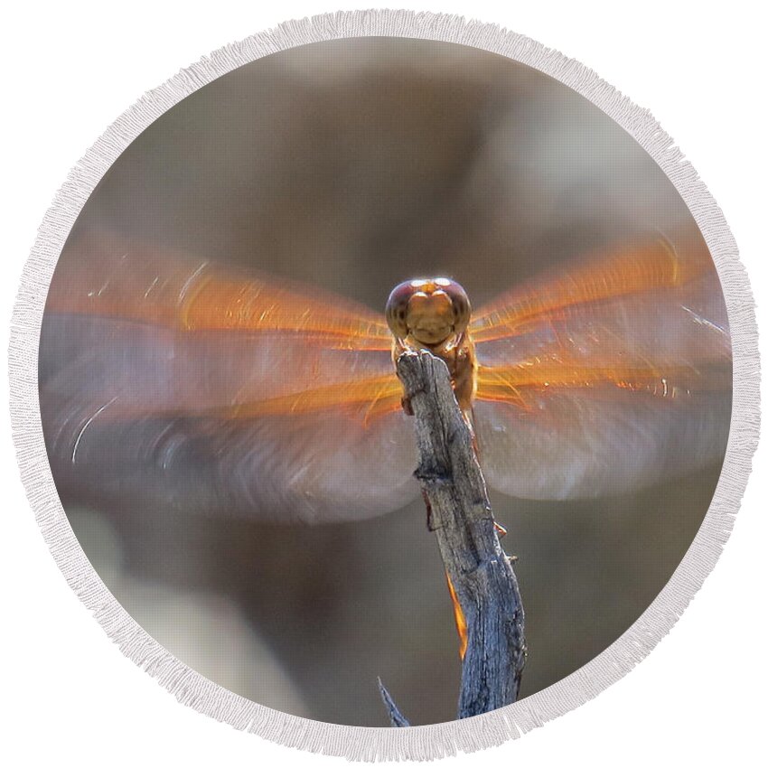 Nature Round Beach Towel featuring the photograph Dragonfly 4 by Christy Garavetto