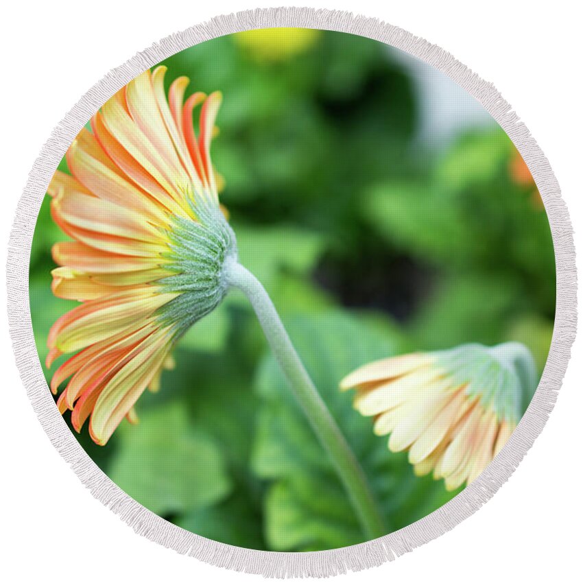 Close-up Photography Round Beach Towel featuring the photograph Orange Gerbera Daisy by Lisa Blake