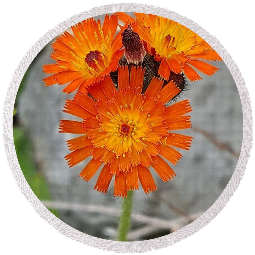 Lupins Round Beach Towel featuring the photograph Orange Hawkweed by Michael Graham