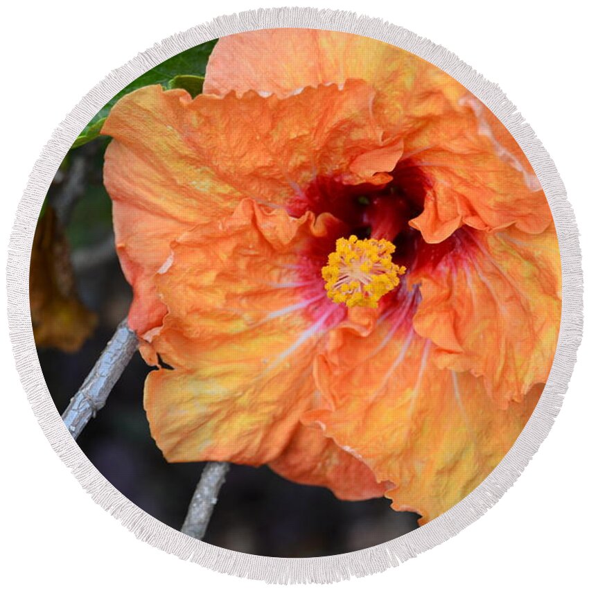 Flower Round Beach Towel featuring the photograph Orange Hibiscus with Ruffled Petals by Amy Fose