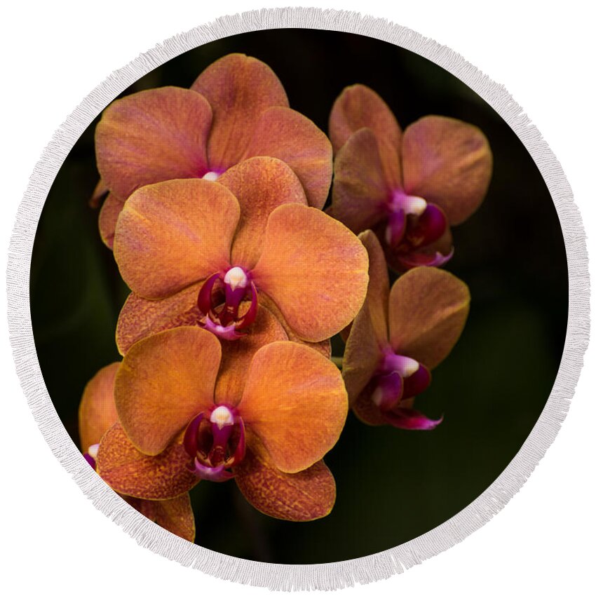 Orchid Round Beach Towel featuring the photograph Orange orchids by Zina Stromberg