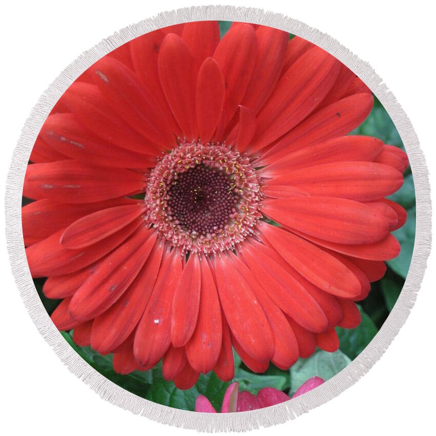  Round Beach Towel featuring the photograph Orange Punch by Ron Monsour