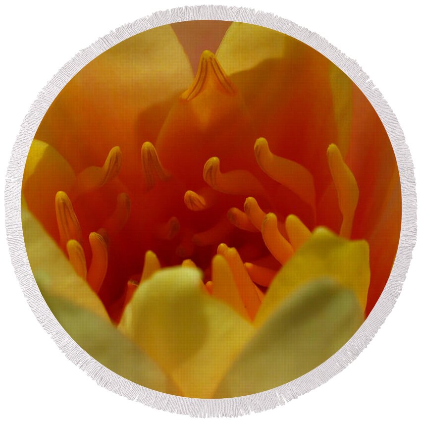 Lily Round Beach Towel featuring the photograph Orange Water Lily by Juergen Roth