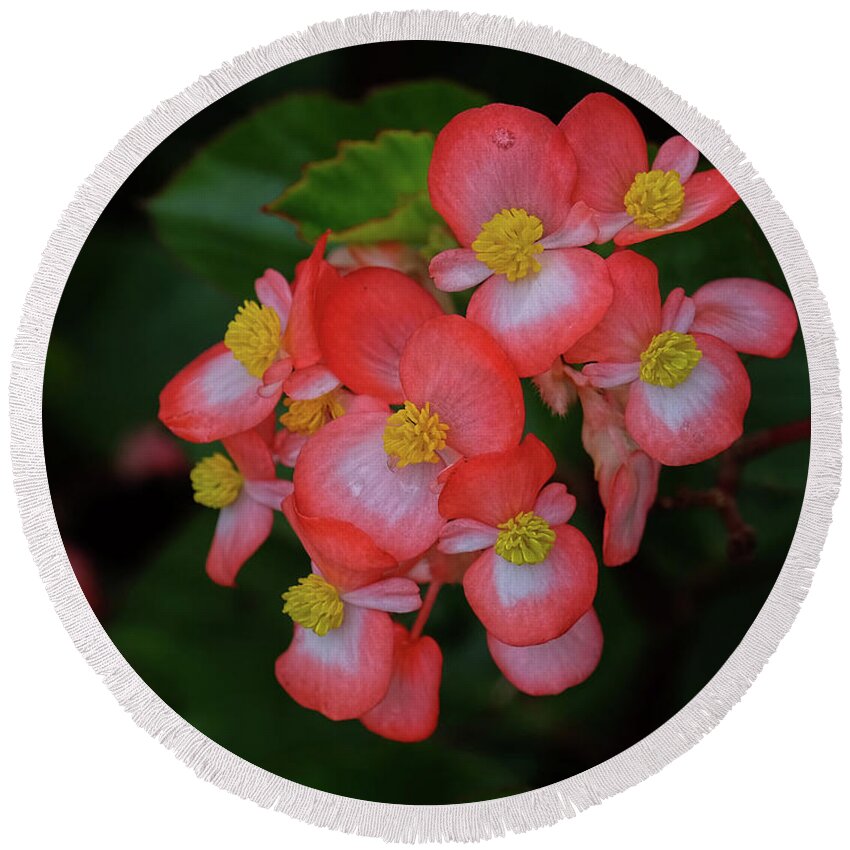 Begonia Flower Round Beach Towel featuring the photograph Begonias by Ronda Ryan