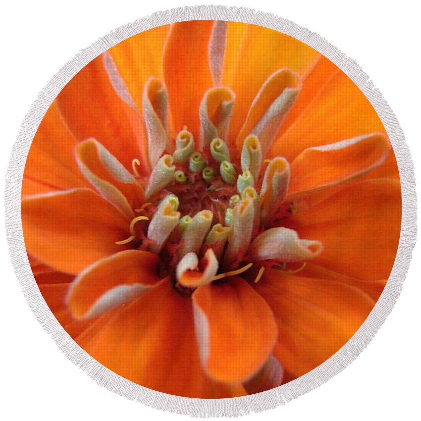Floral Round Beach Towel featuring the photograph Orange Zinna by Mary Halpin