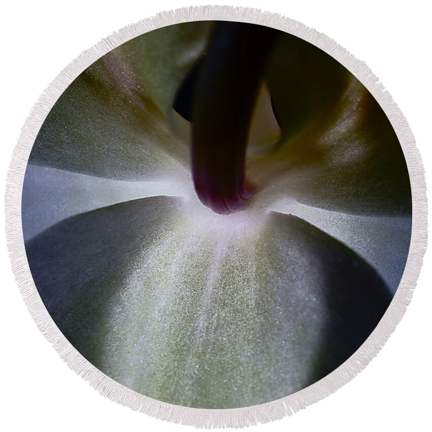 Orchid Round Beach Towel featuring the photograph Orchid. by Alexander Vinogradov