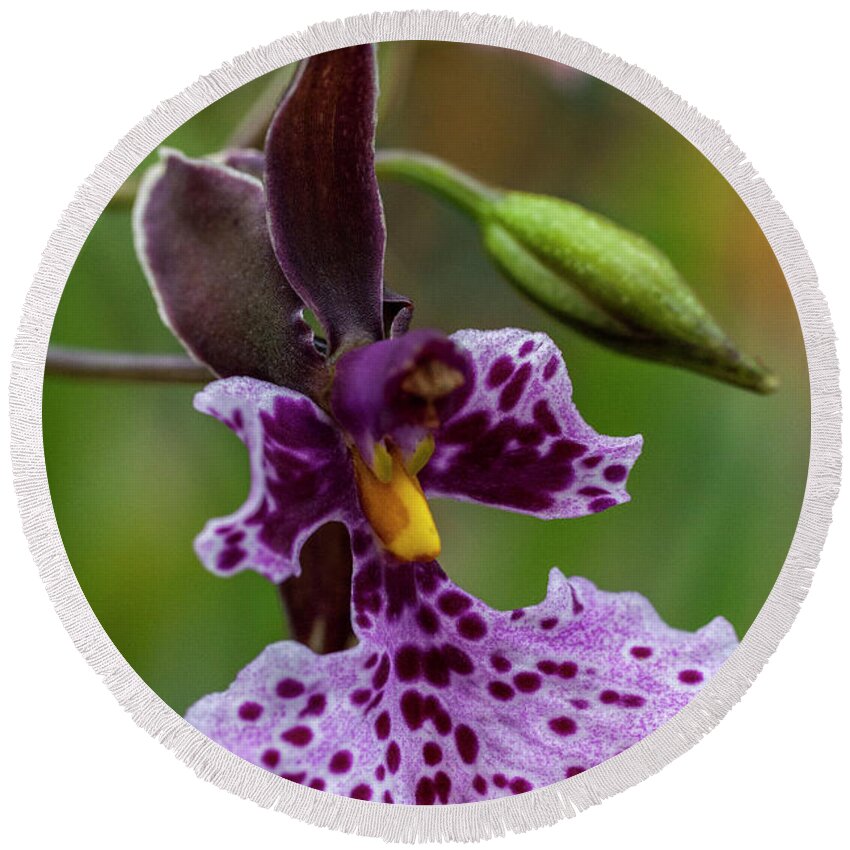 Orchid Round Beach Towel featuring the photograph Orchid - Caucaea rhodosticta by Heiko Koehrer-Wagner