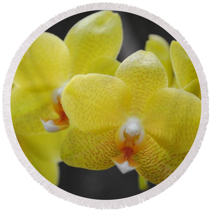 Yellow Round Beach Towel featuring the photograph Orchid Family by Eric Liller