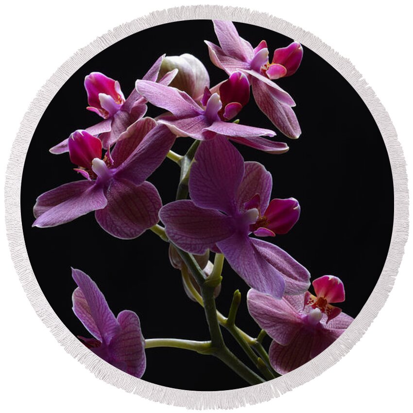 Orchid Round Beach Towel featuring the photograph Orchid in flight by Robert WK Clark