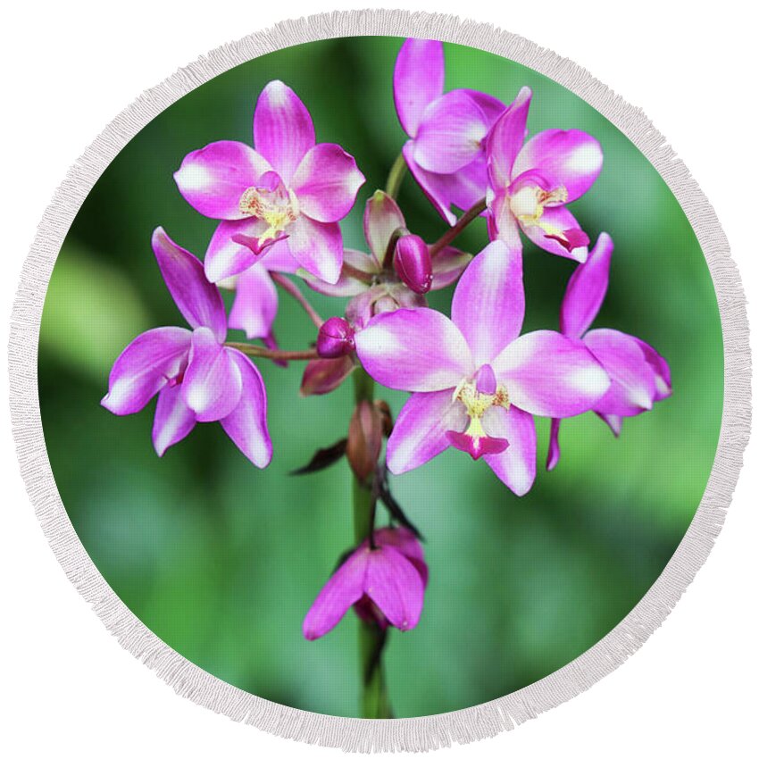 Orchid Round Beach Towel featuring the photograph Orchid in Pink and White by Mary Anne Delgado