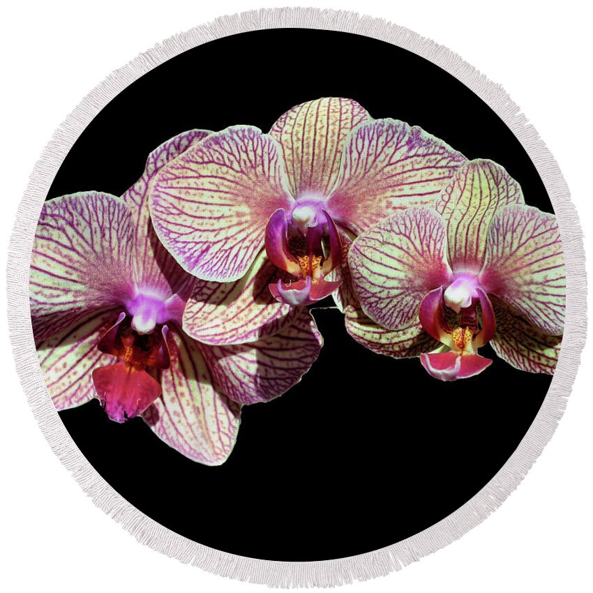 Orchid Round Beach Towel featuring the photograph Orchid Trio On Black by Smilin Eyes Treasures