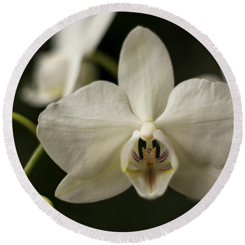 Orchid Round Beach Towel featuring the photograph Orchids by Holly Ross
