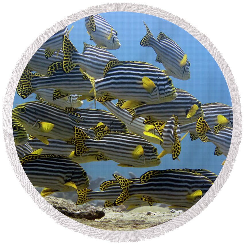 Fish Round Beach Towel featuring the photograph Oriental sweetlips by MotHaiBaPhoto Prints