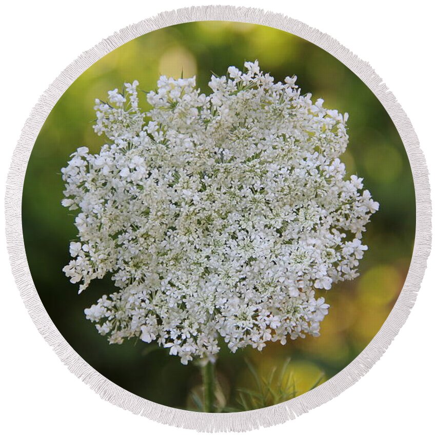 Flower Round Beach Towel featuring the photograph Queen Anne's Lace by Allen Nice-Webb