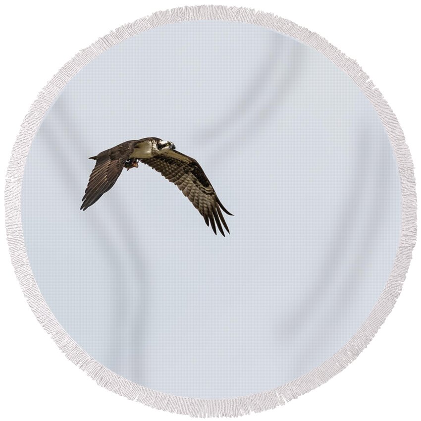 Osprey Round Beach Towel featuring the photograph Osprey 2017-2 by Thomas Young