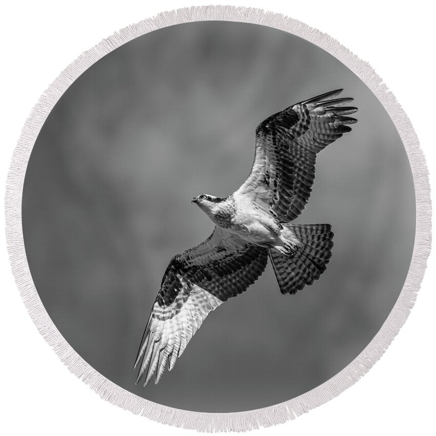 Osprey Round Beach Towel featuring the photograph Osprey 2017-4 by Thomas Young
