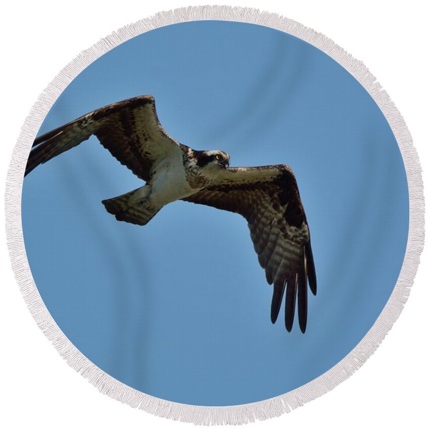 Outdoor Round Beach Towel featuring the photograph Osprey by David Porteus