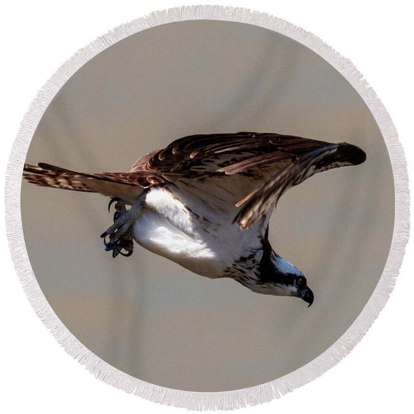 Osprey Round Beach Towel featuring the photograph Osprey Dive by Michael Dawson