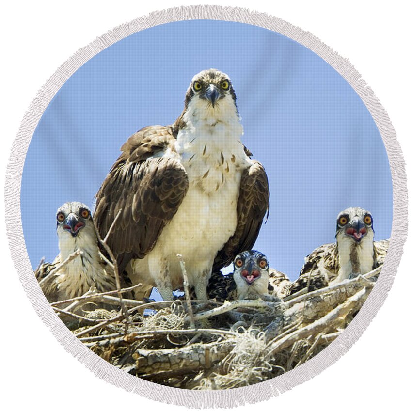 Osprey Round Beach Towel featuring the photograph Osprey Family Portrait by Patrick Lynch