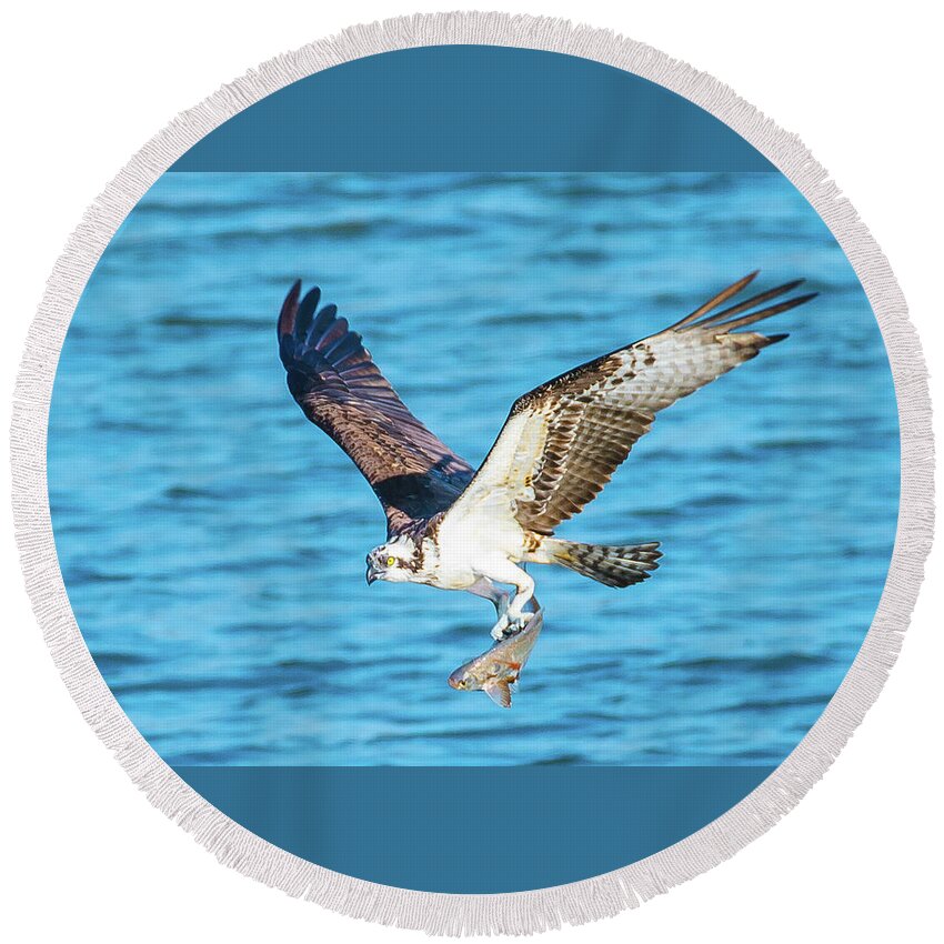 20170318 Round Beach Towel featuring the photograph Osprey Fishing Success by Jeff at JSJ Photography