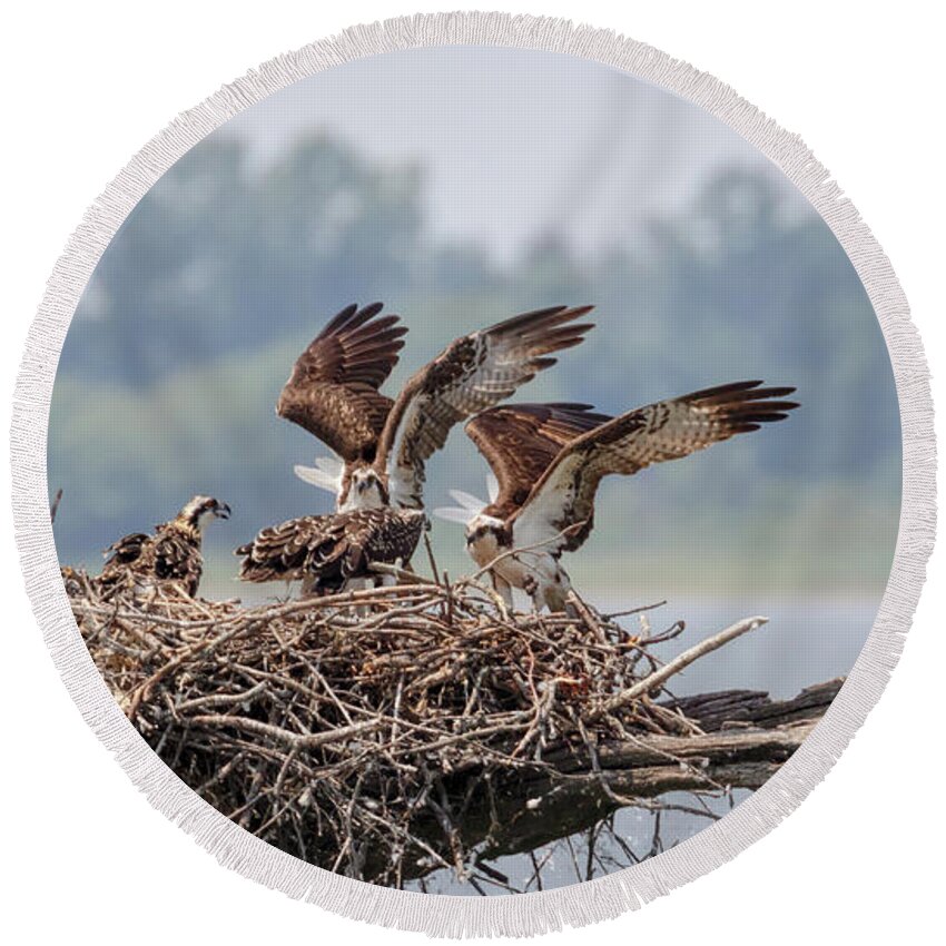 Osprey Round Beach Towel featuring the photograph Osprey Flying Class by Susan Rissi Tregoning