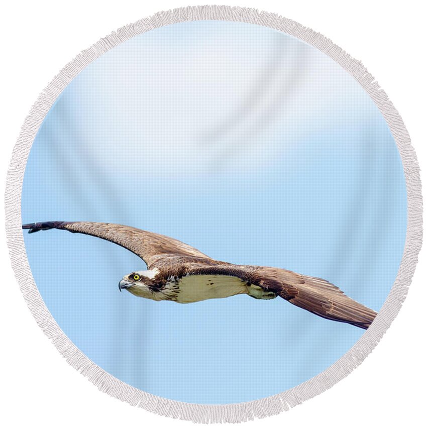 Osprey Round Beach Towel featuring the photograph Osprey In Flight by Todd Ryburn