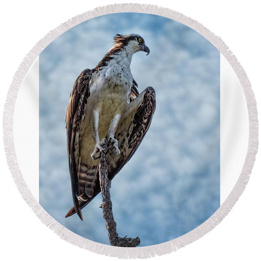 Osprey Round Beach Towel featuring the photograph Osprey on Top of the World #2 by Mitch Spence