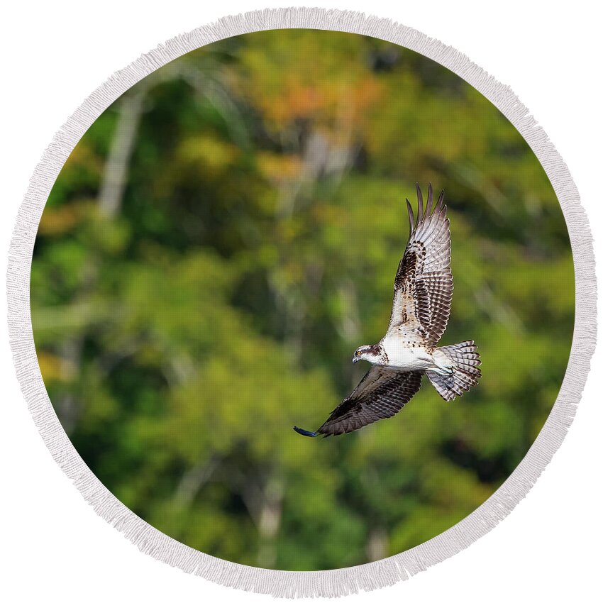Square Round Beach Towel featuring the photograph Osprey Square by Bill Wakeley