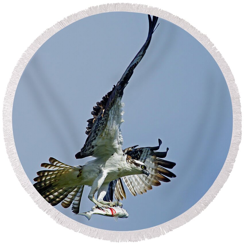 Bird Round Beach Towel featuring the photograph Osprey Success by Larry Nieland