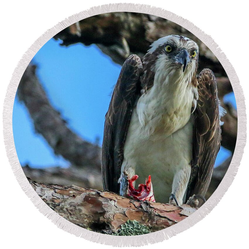 Osprey Round Beach Towel featuring the photograph Osprey with Prey #4 by Tom Claud