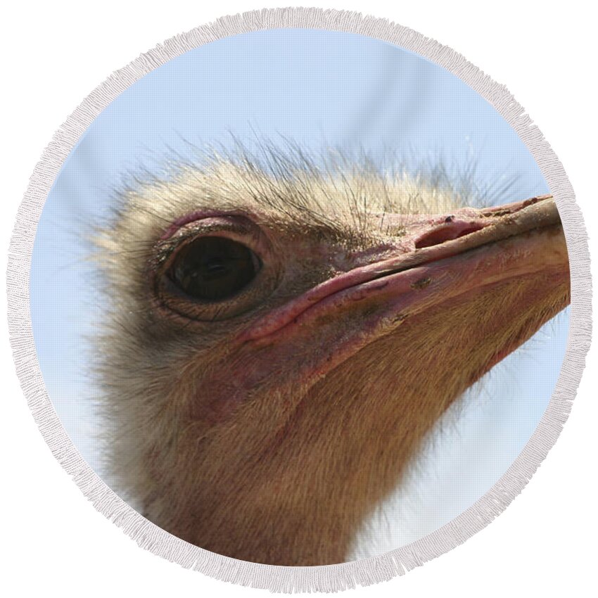 Ostrich Round Beach Towel featuring the photograph Ostrich Head Close up by Danny Yanai