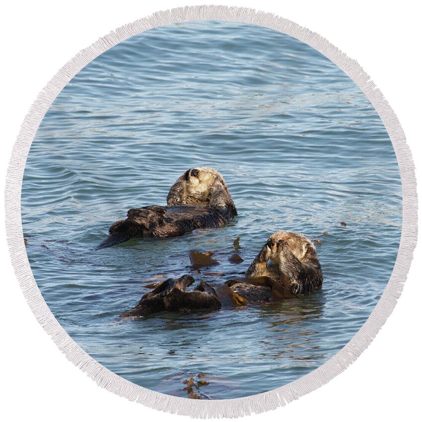 Northern Round Beach Towel featuring the photograph Otter Bath Time by Sheila Fitzgerald