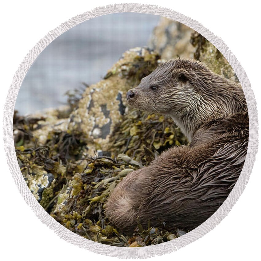 Otter Round Beach Towel featuring the photograph Otter Relaxing On Rocks by Pete Walkden