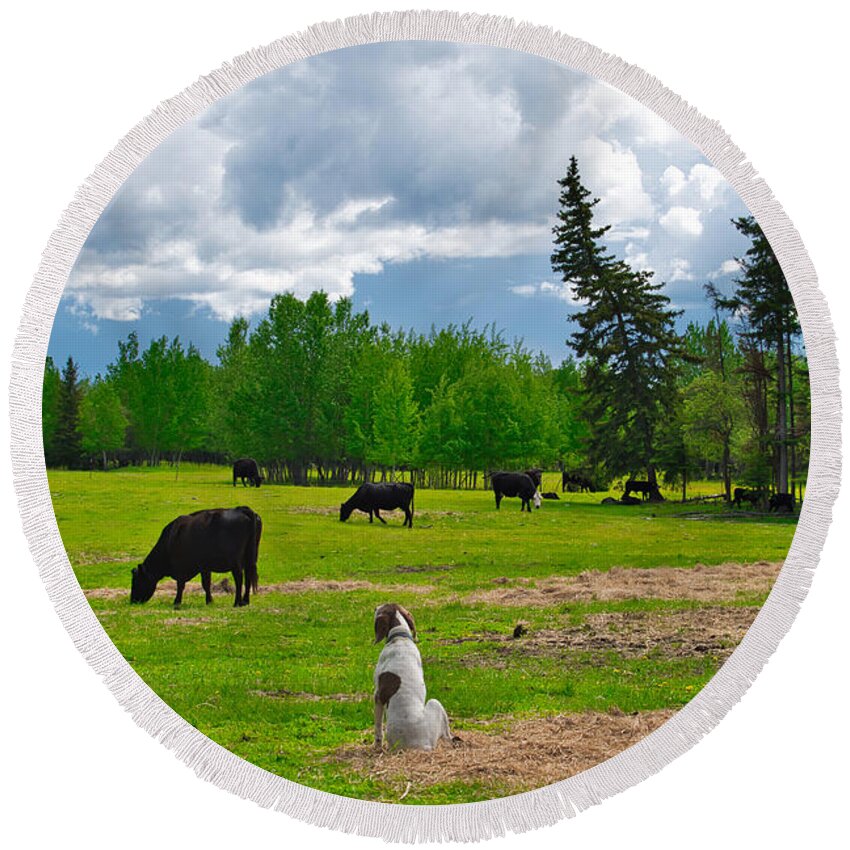 Cow Round Beach Towel featuring the photograph Out in the Pasture by Cathy Mahnke