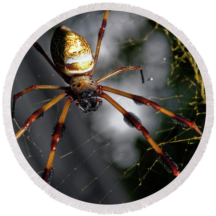 Spider Round Beach Towel featuring the photograph Out Of The Dark by Christopher Holmes