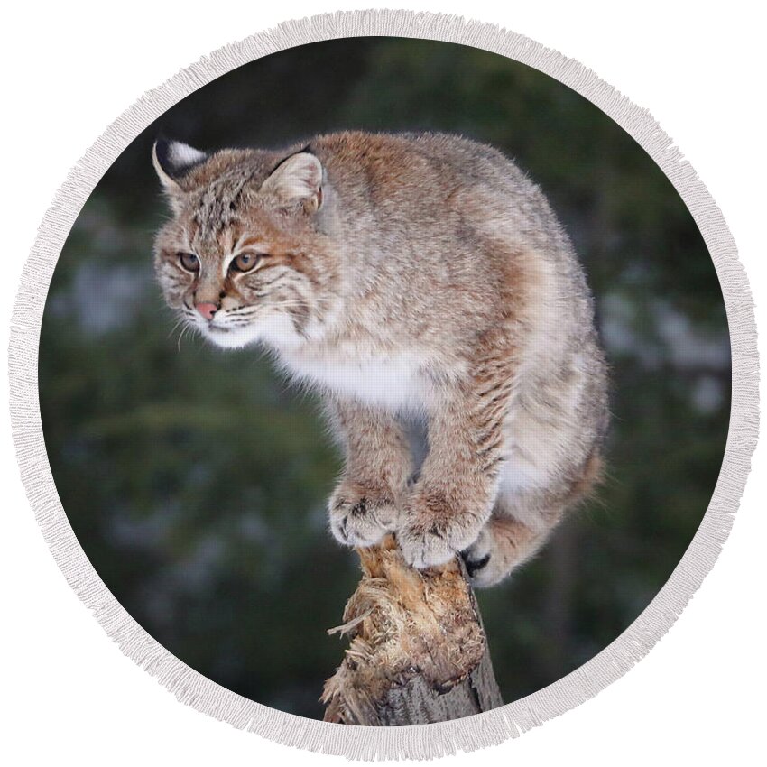 Bobcat Round Beach Towel featuring the photograph Out On A Limb by Duane Cross
