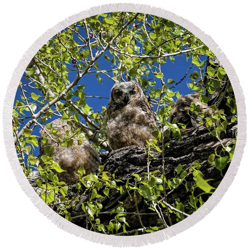 Owl Be With You In A Moment Round Beach Towel featuring the photograph Owl Be With You In A Moment by Jon Burch Photography