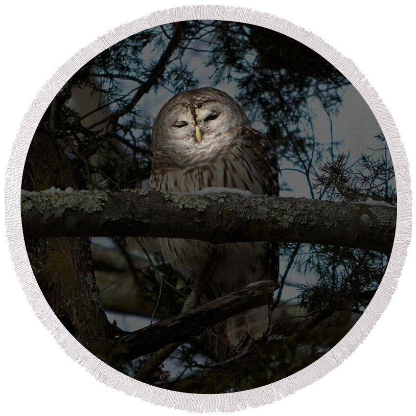Owl Round Beach Towel featuring the photograph Owl Mystique by Dani McEvoy