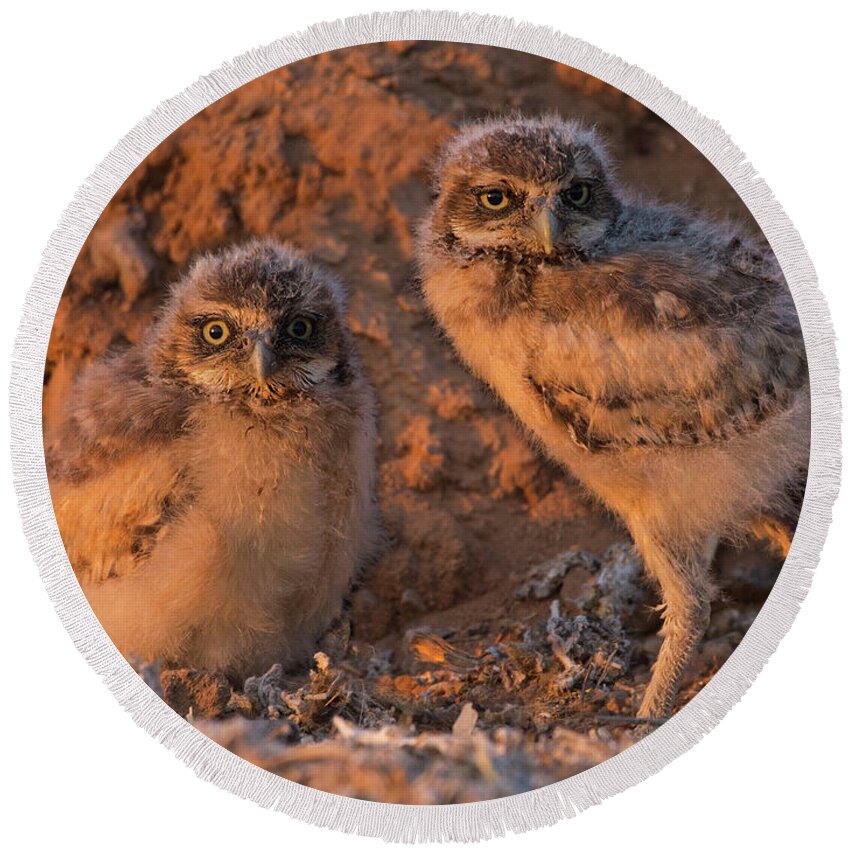 Burrowing Round Beach Towel featuring the photograph Owlet Siblings by Sue Cullumber
