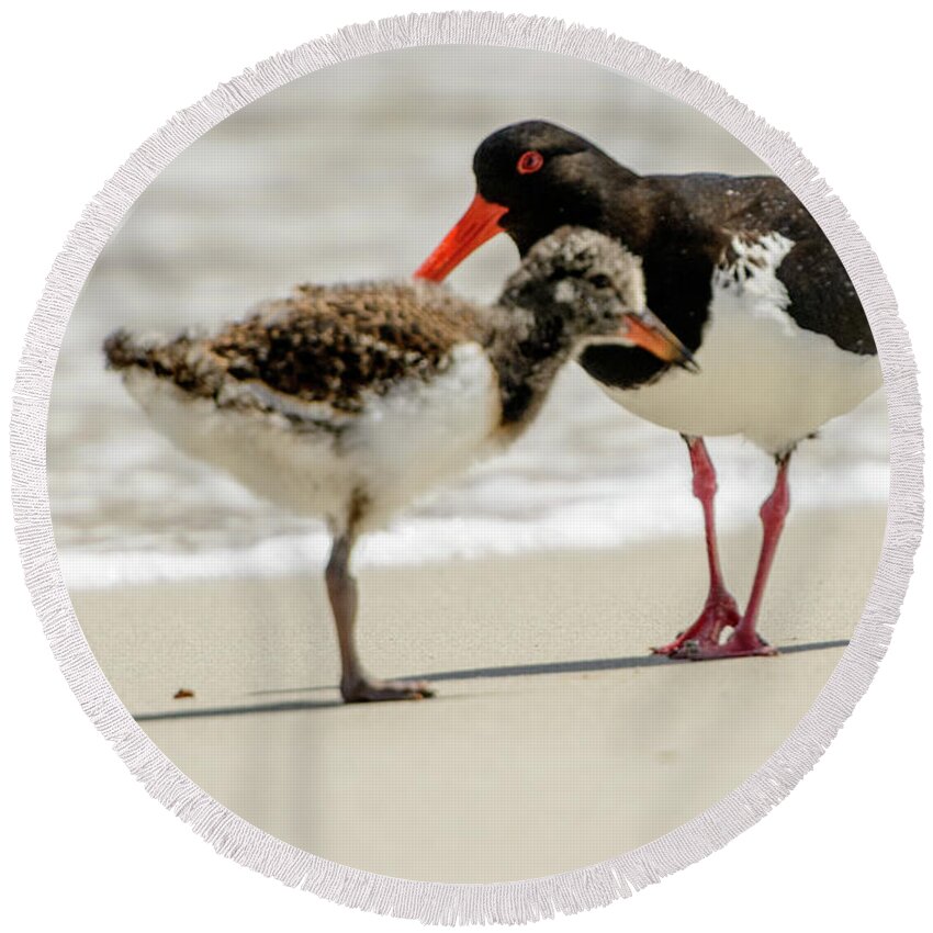 National Park Round Beach Towel featuring the photograph Oystercatcher 02 by Werner Padarin