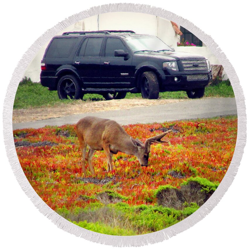 Deer Round Beach Towel featuring the photograph Pacific Grove Deer In The Front Yard II by Joyce Dickens