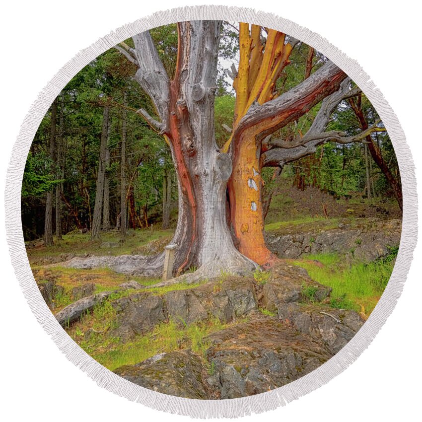 Oregon Coast Round Beach Towel featuring the photograph Pacific Madrone Tree by Tom Singleton